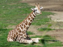 Giraffe at Prague Zoo in Prague, Czech Republic