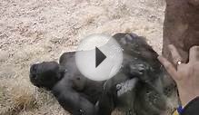 The new little gorilla in the Prague Zoo.m2ts